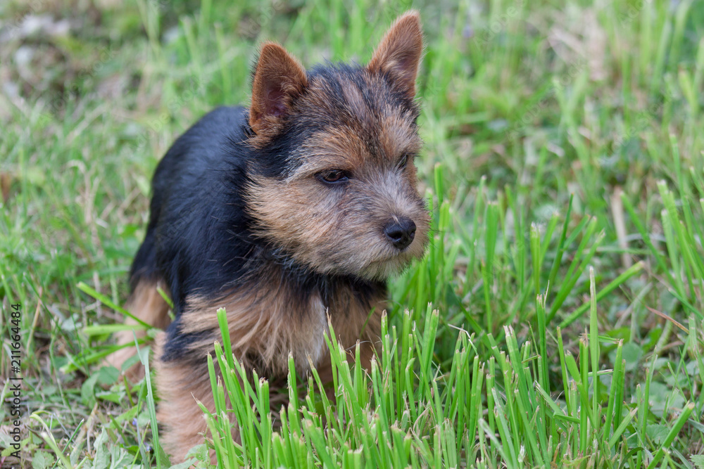 Norwich terrier puppy is playng on a green meadow. Pet animals. Norwich terrier puppy is playng on a green meadow. Pet animals.