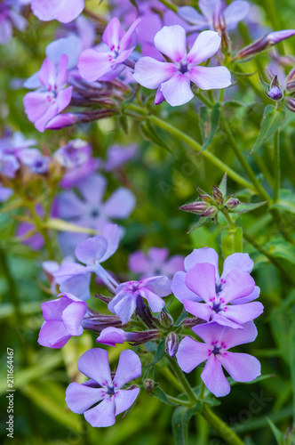 Phlox
