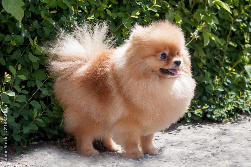Pomeranian puppy is standing near a blossoming green bush. Deutscher spitz or zwergspitz. Pomeranian puppy is standing near a blossoming green bush. Deutscher spitz or zwergspitz.