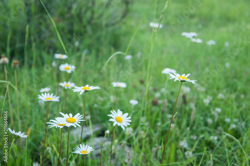 Flowers in the green meadow