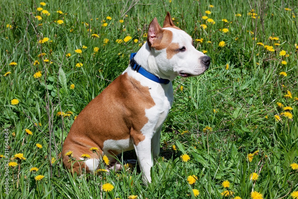 American staffordshire terrier puppy is sitting on a blooming meadow.