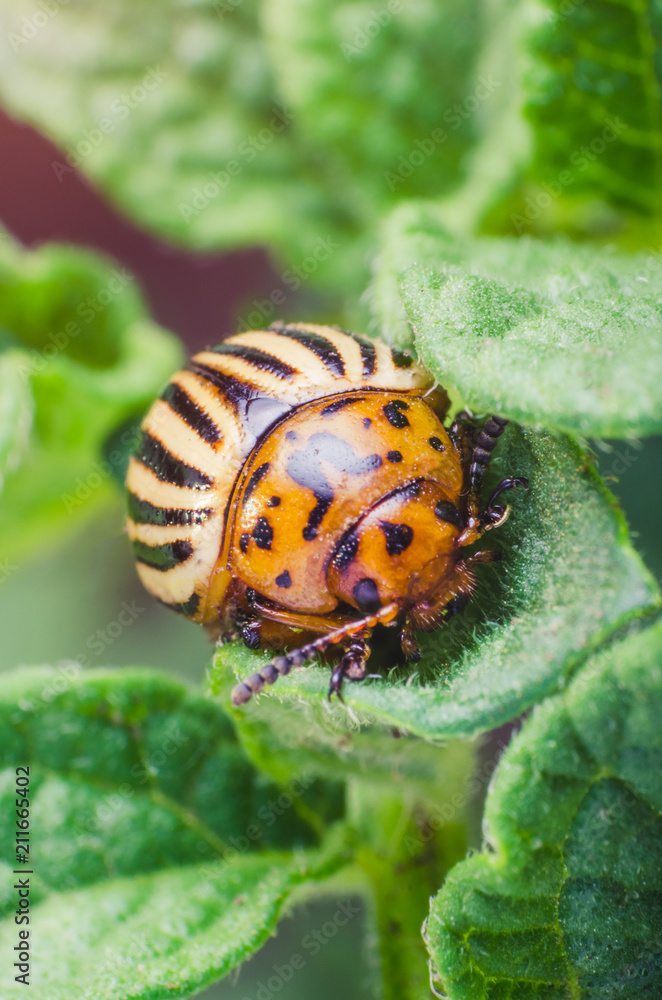 Colorado potato beetle eats potato leaves, close-up Colorado potato beetle eats potato leaves, close-up