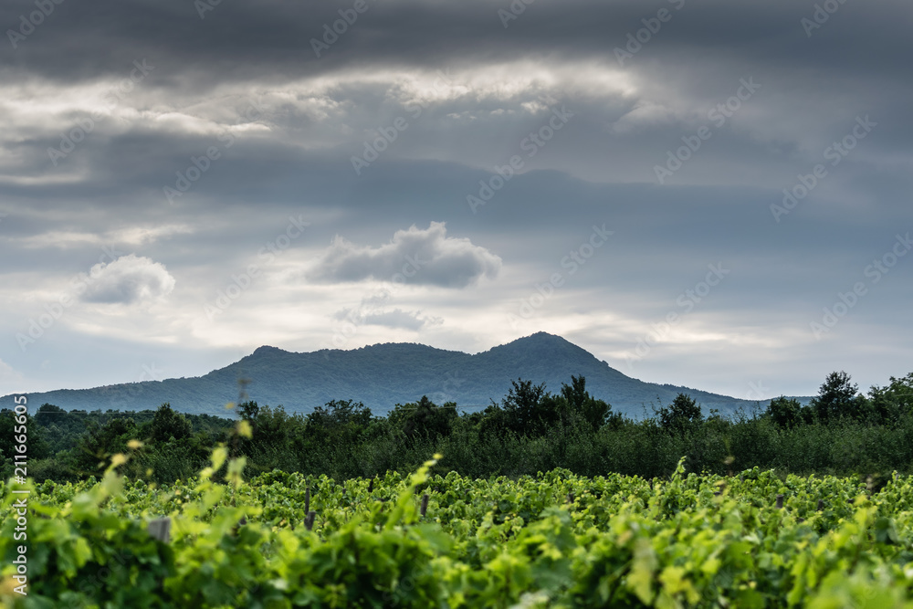 Naklejka premium Wineyard.