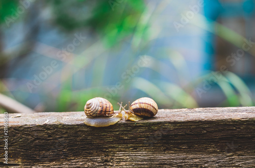 two grape snails on a wooden fence