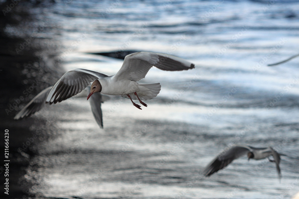 gulls hovering over the water
