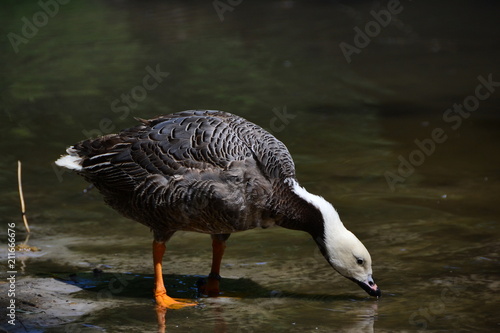 Anser canagicus, emperor goose photo