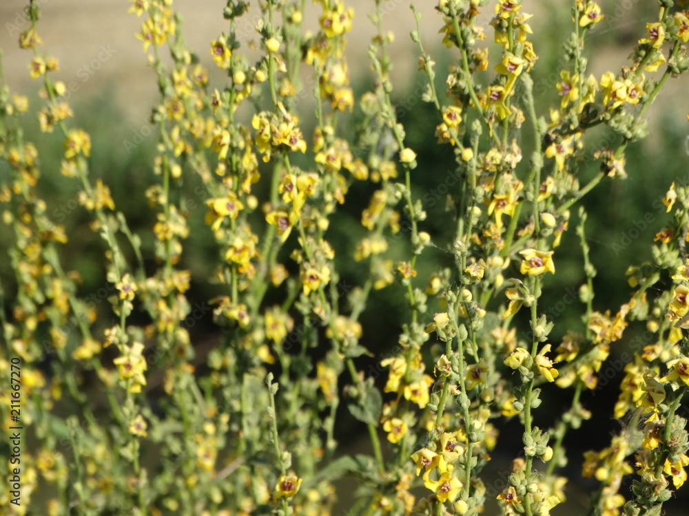 Obraz premium fiori in natura