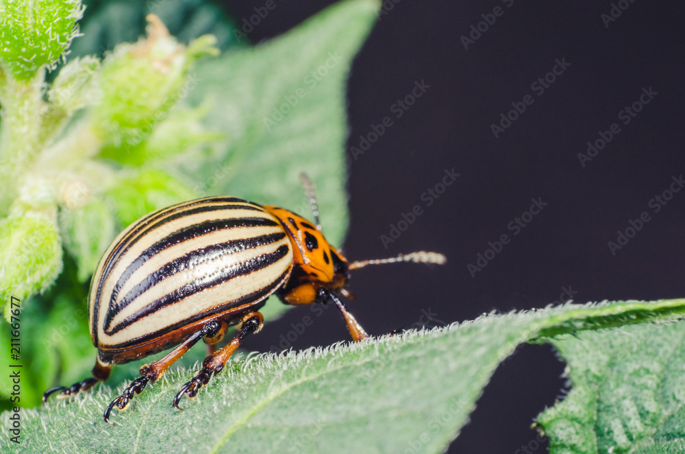 Fototapeta premium Colorado potato beetle eats potato leaves, close-up
