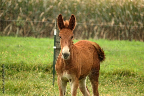 A young mule plays in a pasture, on a rainy day, while his mother and the other horses and mules graze. 