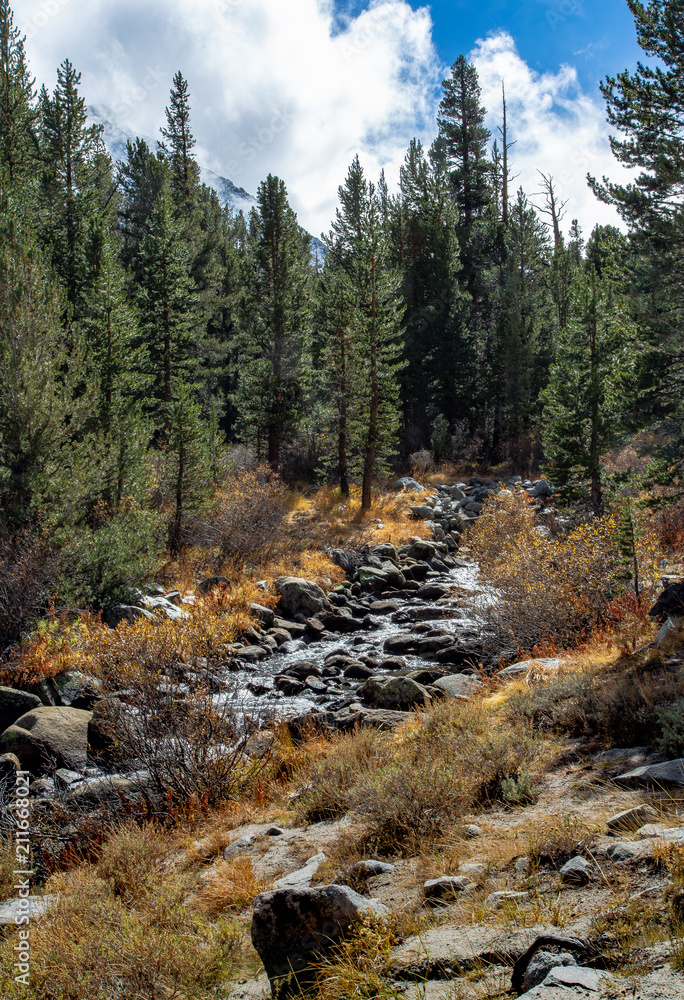 Mountain stream among the trees Mountain stream among the trees