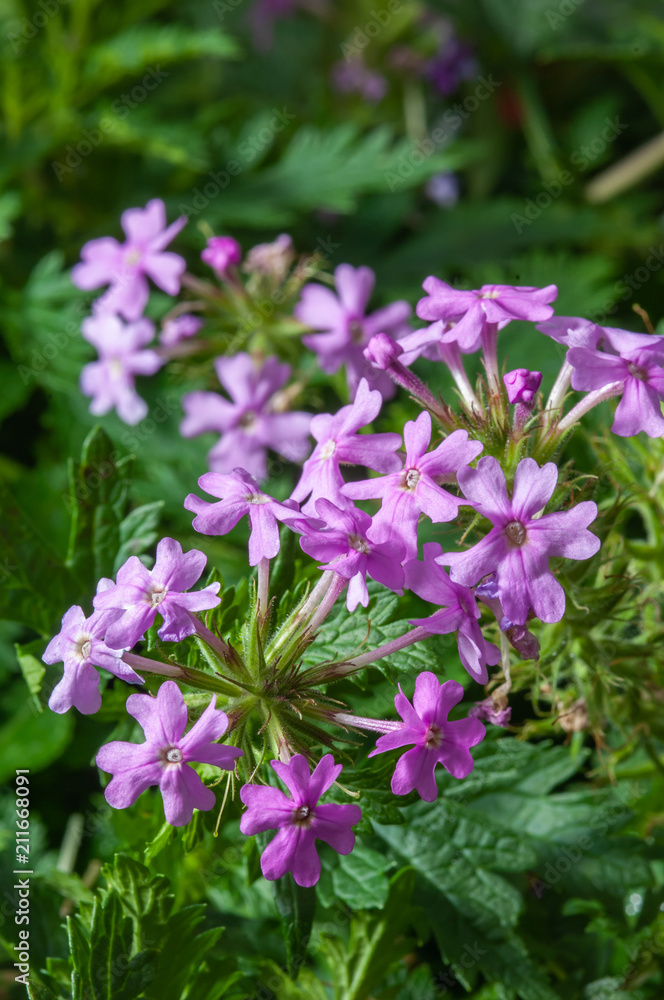 Phlox paniculata Jeana Jeana Garden Phlox Phlox paniculata Jeana Jeana Garden Phlox