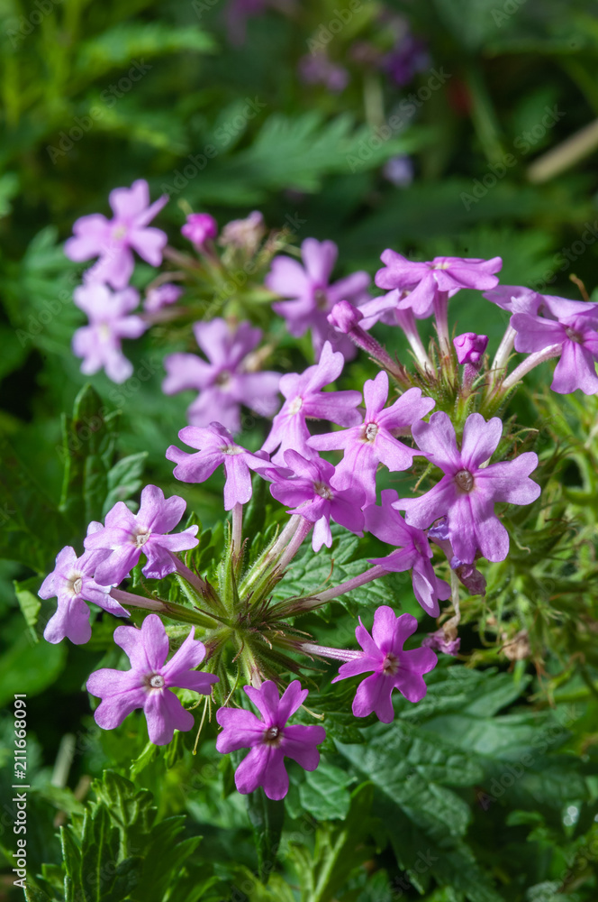 Phlox paniculata Jeana Jeana Garden Phlox