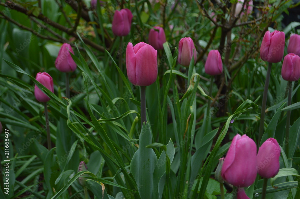 Tulips