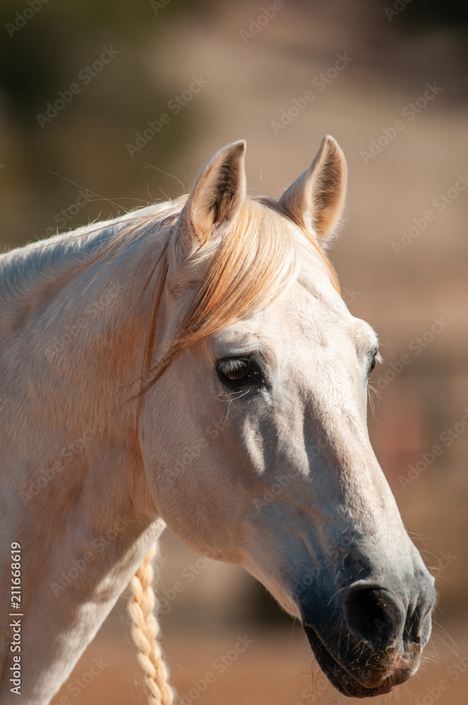 Obraz premium andalusian stallion