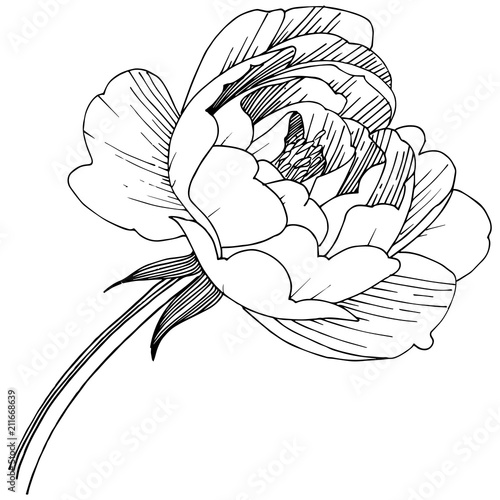 Peony flower in a vector style isolated. Full name of the plant: peony. Vector flower for background, texture, wrapper pattern, frame or border.