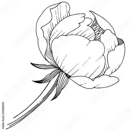 Peony flower in a vector style isolated. Full name of the plant: peony. Vector flower for background, texture, wrapper pattern, frame or border.
