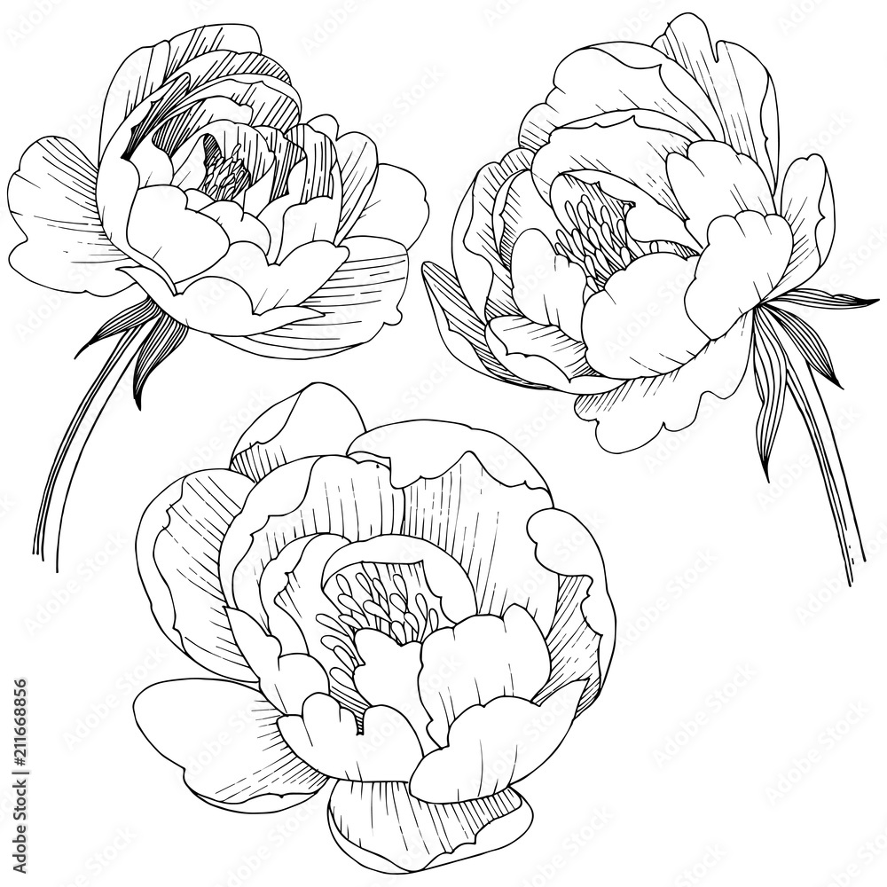 Fototapeta premium Peony flower in a vector style isolated. Full name of the plant: peony. Vector flower for background, texture, wrapper pattern, frame or border.