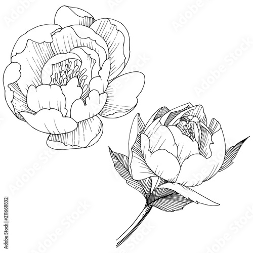 Peony flower in a vector style isolated. Full name of the plant: peony. Vector flower for background, texture, wrapper pattern, frame or border.