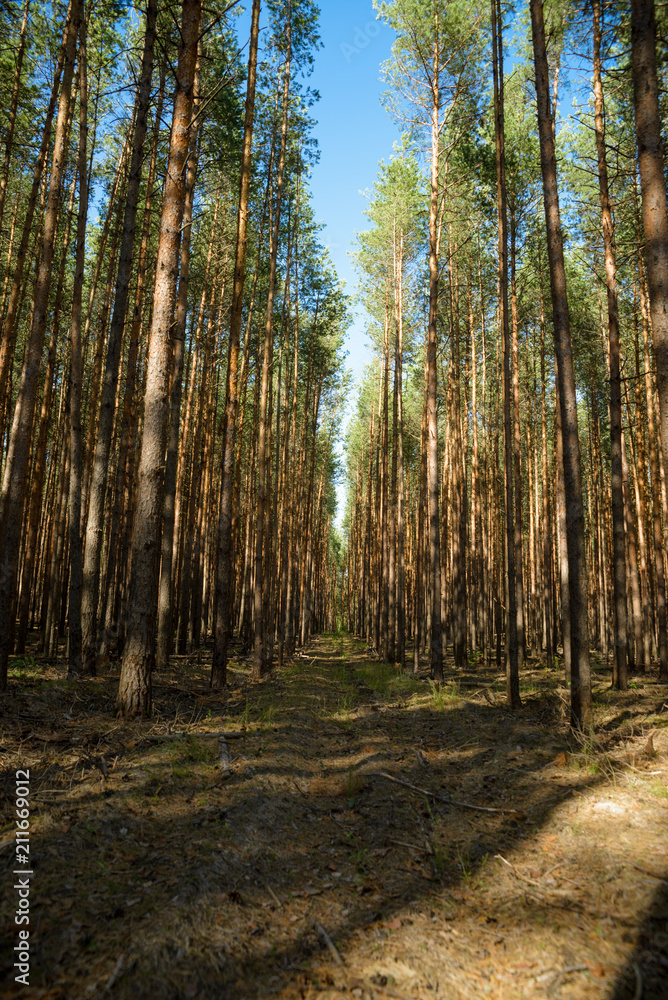 picturesque landscape of a pine forest