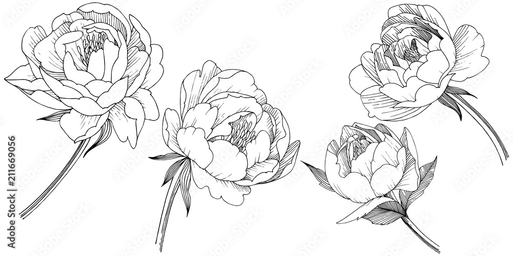 Peony flower in a vector style isolated. Full name of the plant: peony. Vector flower for background, texture, wrapper pattern, frame or border.