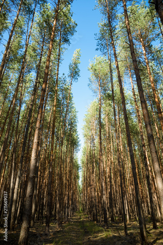 picturesque landscape of a pine forest