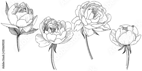 Peony flower in a vector style isolated. Full name of the plant: peony. Vector flower for background, texture, wrapper pattern, frame or border.
