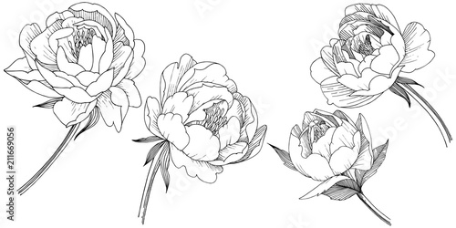 Peony flower in a vector style isolated. Full name of the plant: peony. Vector flower for background, texture, wrapper pattern, frame or border.