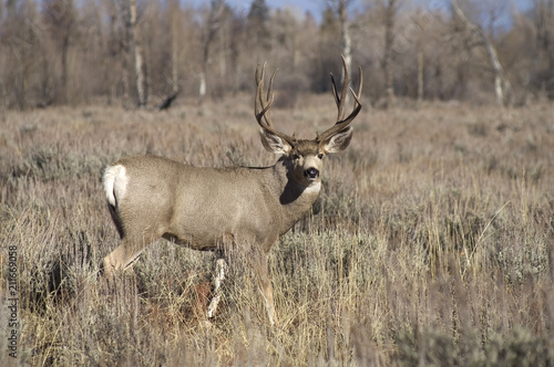 A Wyoming Mule Deer Buck Male Keeps an Eye on Me