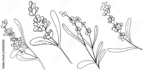 Lavender flower in a vector style isolated. Full name of the plant: lavender. Vector flower for background, texture, wrapper pattern, frame or border.