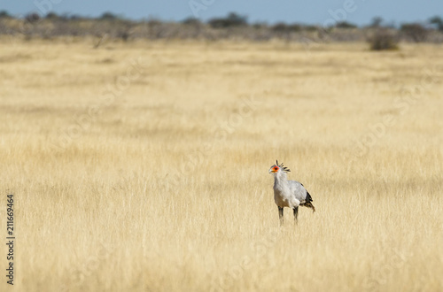 Secretary bird (Sagittarius serpentarius), walking in grassland