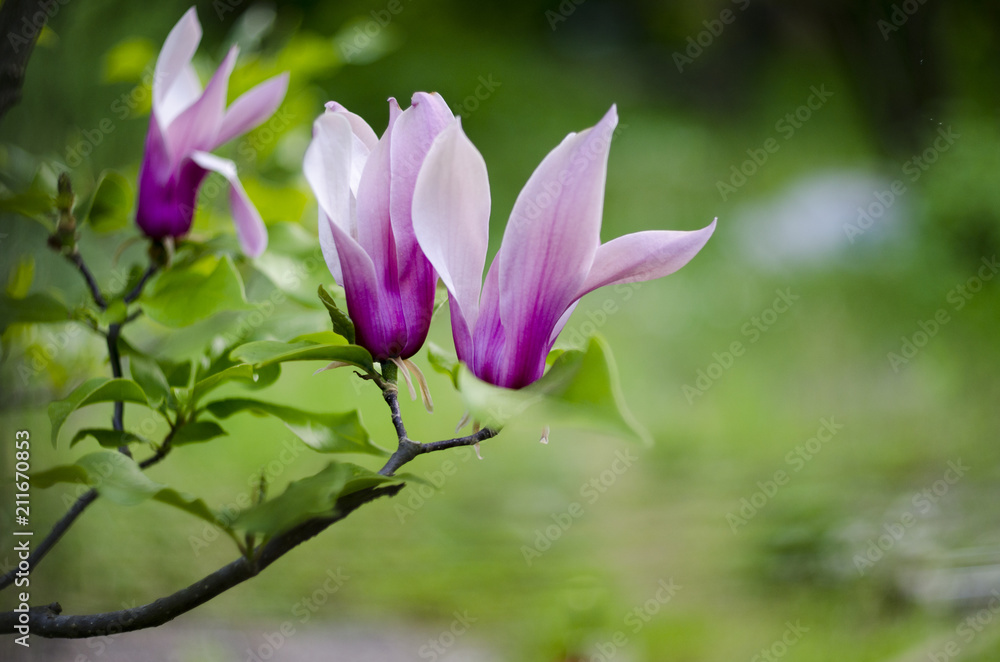 Spring flowering of the magnolia Spring flowering of the magnolia