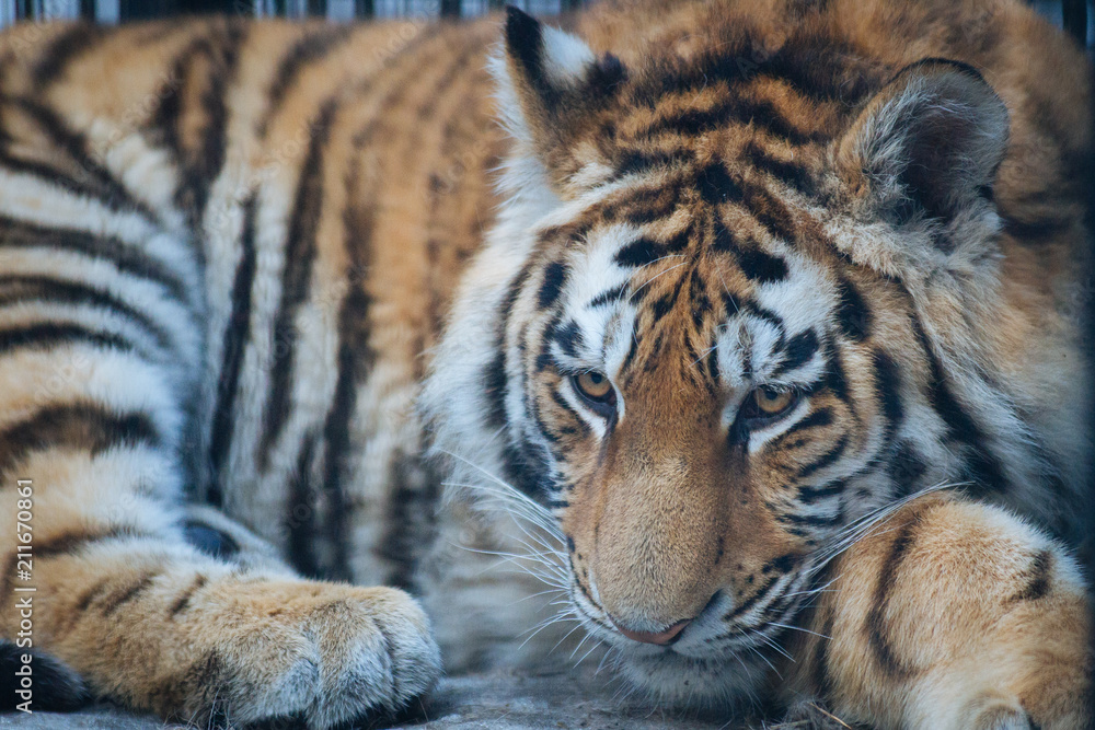 Fototapeta premium Siberian (Amur) tiger portrait