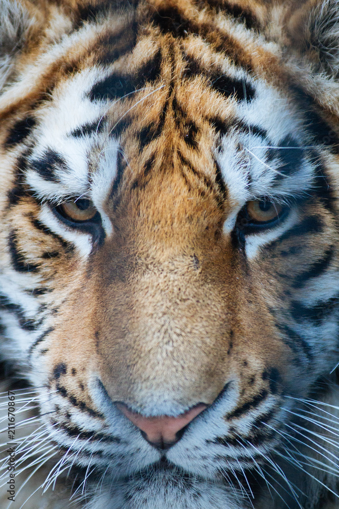 Fototapeta premium Siberian (Amur) tiger portrait