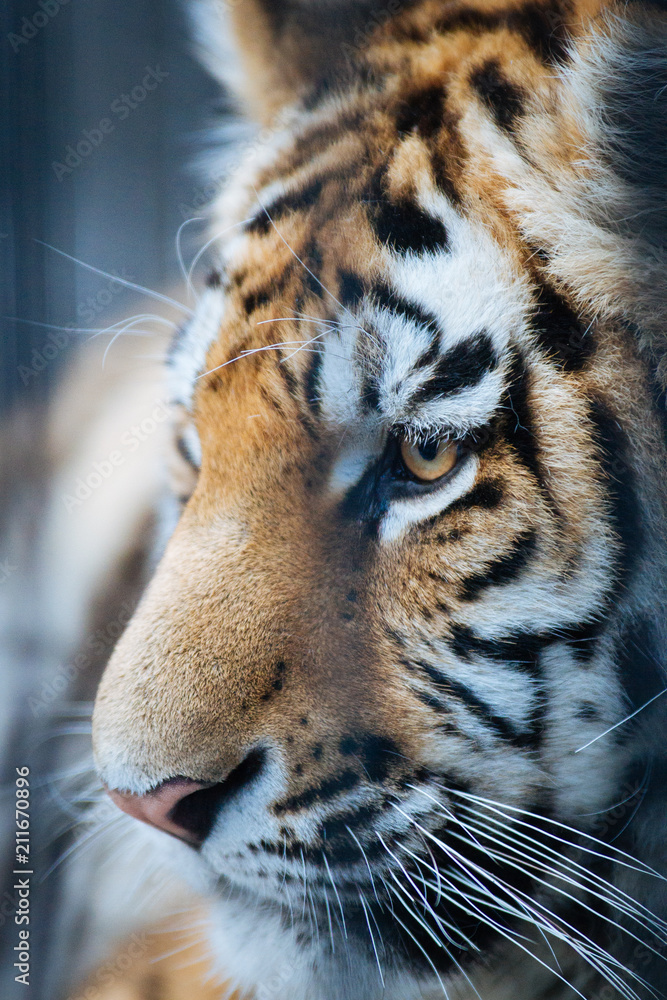 Obraz premium Siberian (Amur) tiger portrait