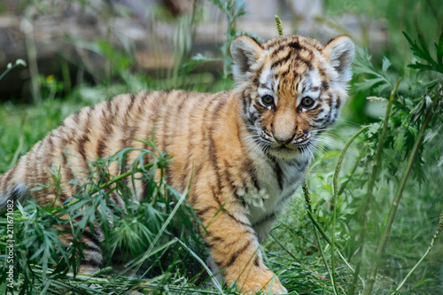 Siberian (Amur) tiger cub playing on the grass