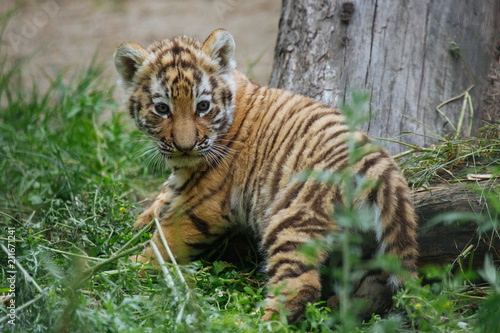Siberian (Amur) tiger cub playing on the grass