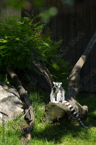 Ring-tailed lemur stand on a tree