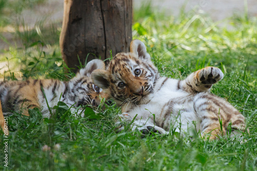 Fototapeta Naklejka Na Ścianę i Meble -  Siberian (Amur) tiger cubs playing on the grass