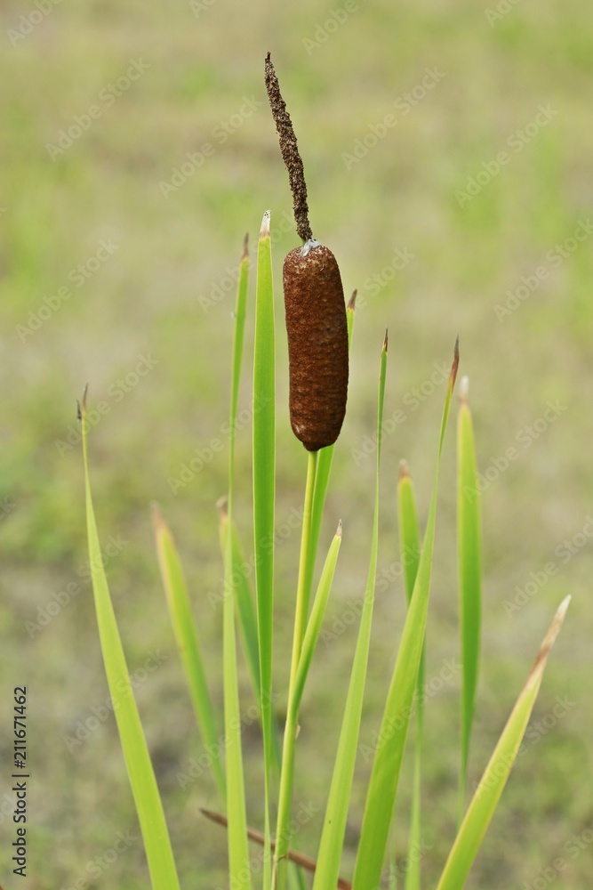 Vertical image of single brown colored cattail growing at wetland, green leaves, blurry background
