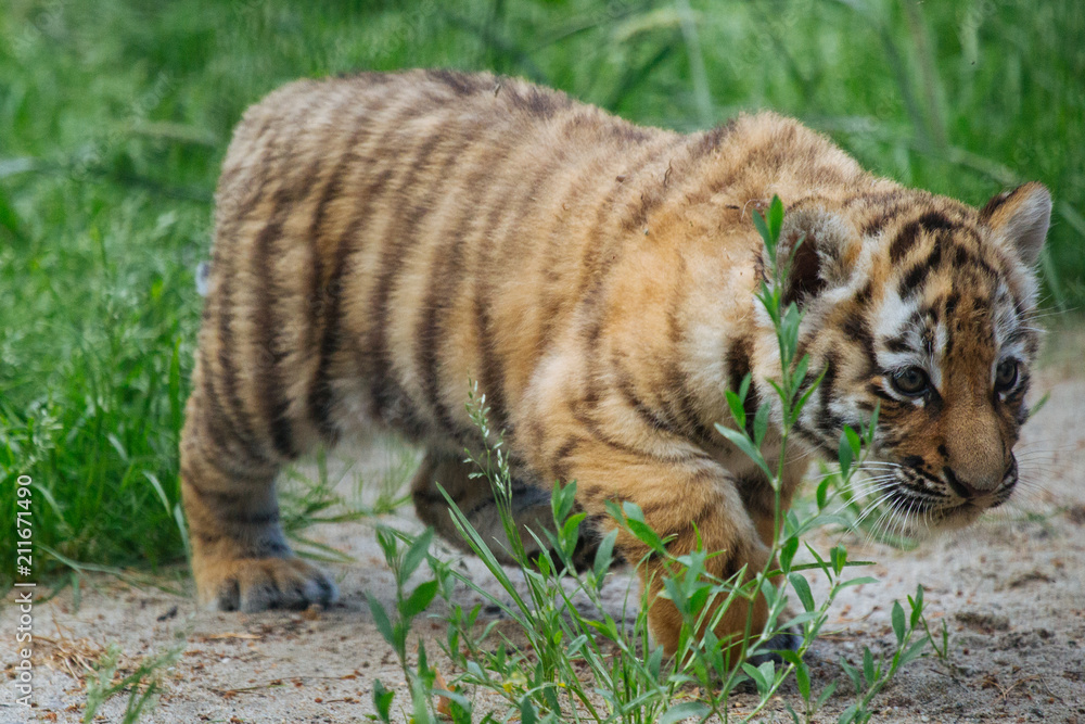 Obraz premium Funny Siberian (Amur) tiger cub walking