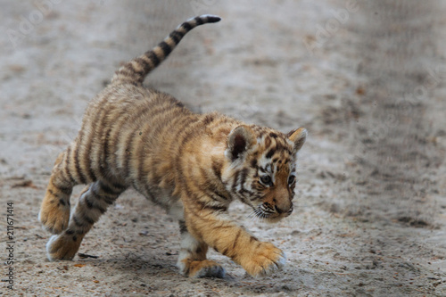 Funny Siberian (Amur) tiger cub walking