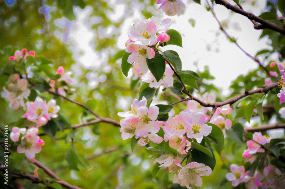 Apple tree in bloom Apple tree in bloom