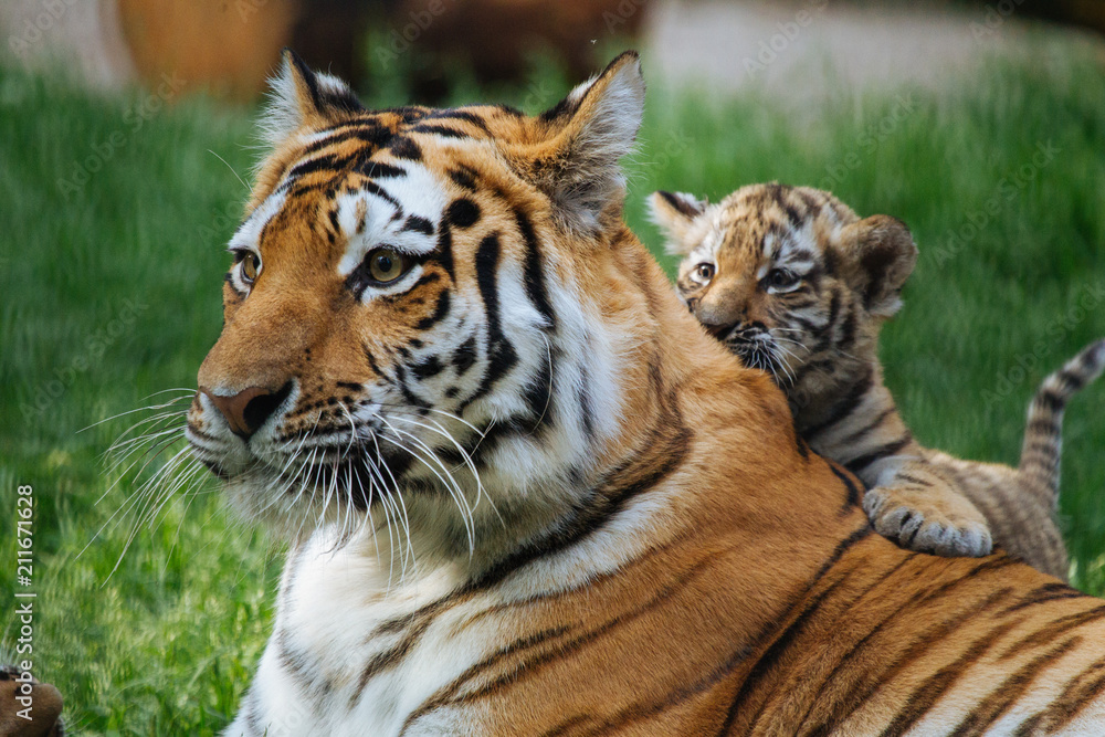 Siberian (Amur) tiger cub playing with mother