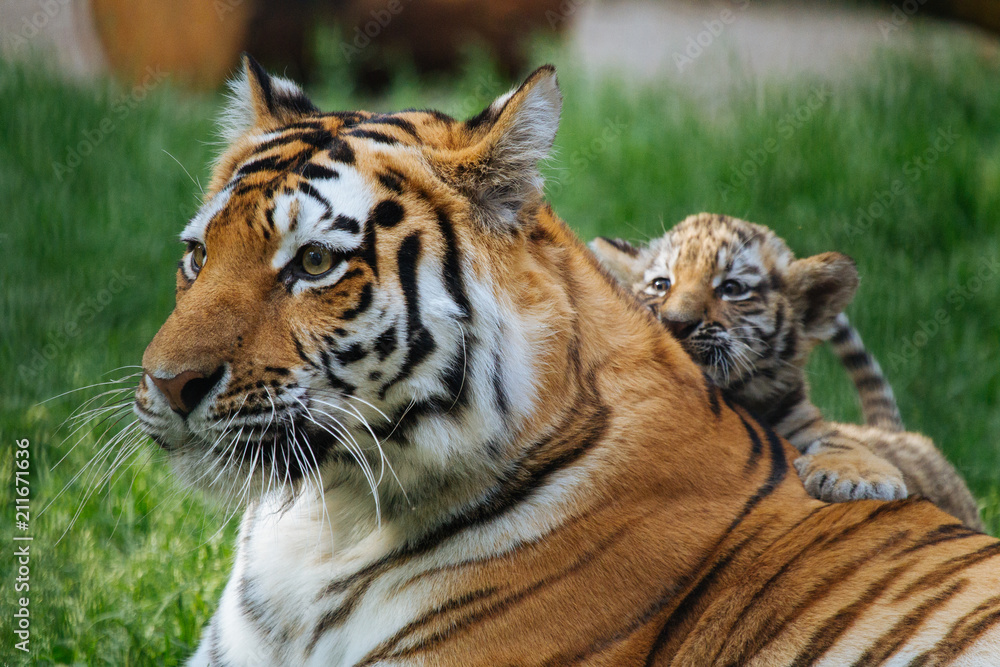 Siberian (Amur) tiger cub playing with mother Siberian (Amur) tiger cub playing with mother