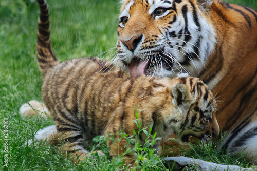 Siberian  Amur  tiger cub playing with mother