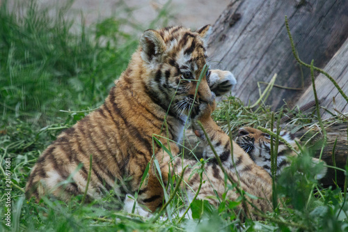 Siberian  Amur  tiger cubs playing on the grass