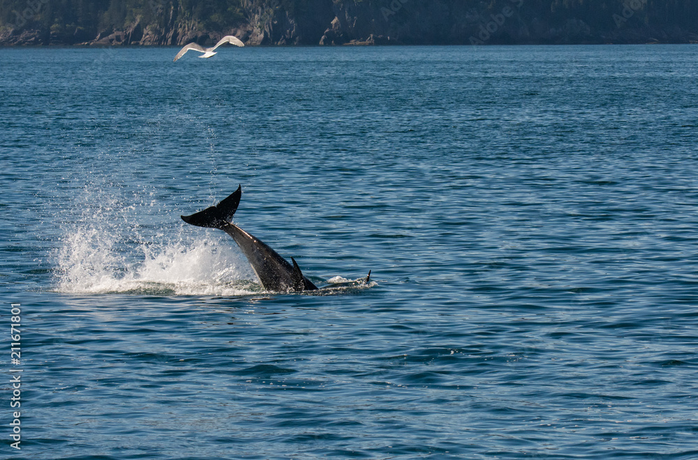 Fototapeta premium Small orca violently swings its tail