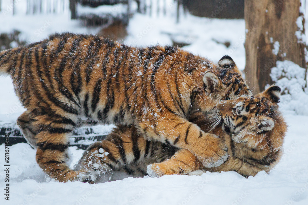 Obraz premium Siberian (Amur) tiger cubs playing on the snow
