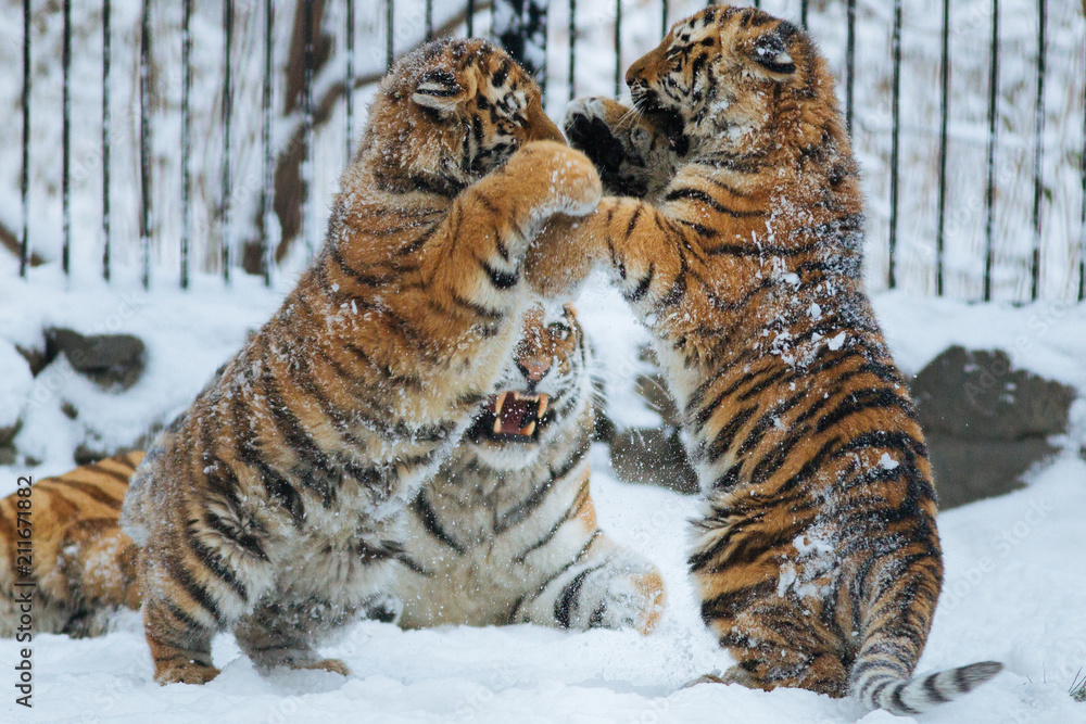 Obraz premium Siberian (Amur) tiger cubs playing on the snow