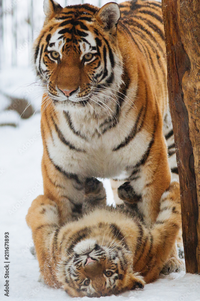 Obraz premium Siberian (Amur) tiger cub playing on the snow with mother